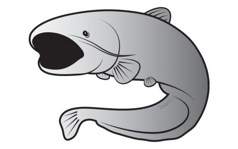 Nálepka sumec SILVER 