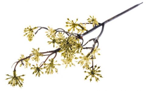 Vetvička MagicHome Vianoce, Sedum.Gold, zlatá, 14x30 cm