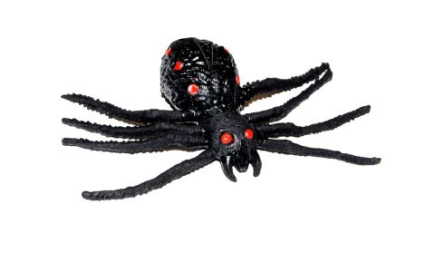 Pavúk gumový